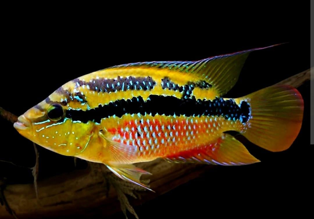 Aquariumvissen kleurijke cichliden