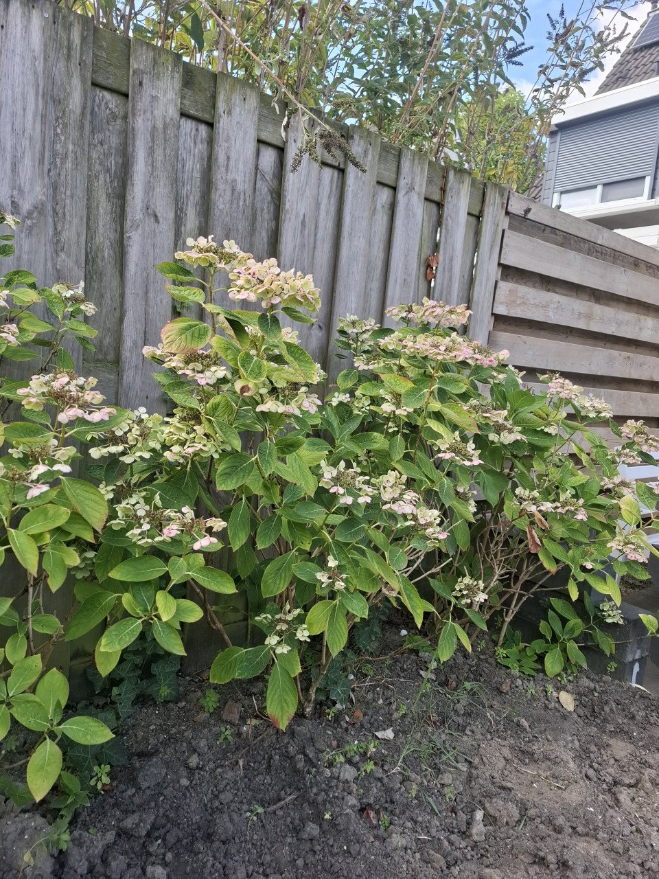 Hortensia's