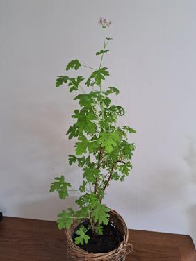4 kamerplanten