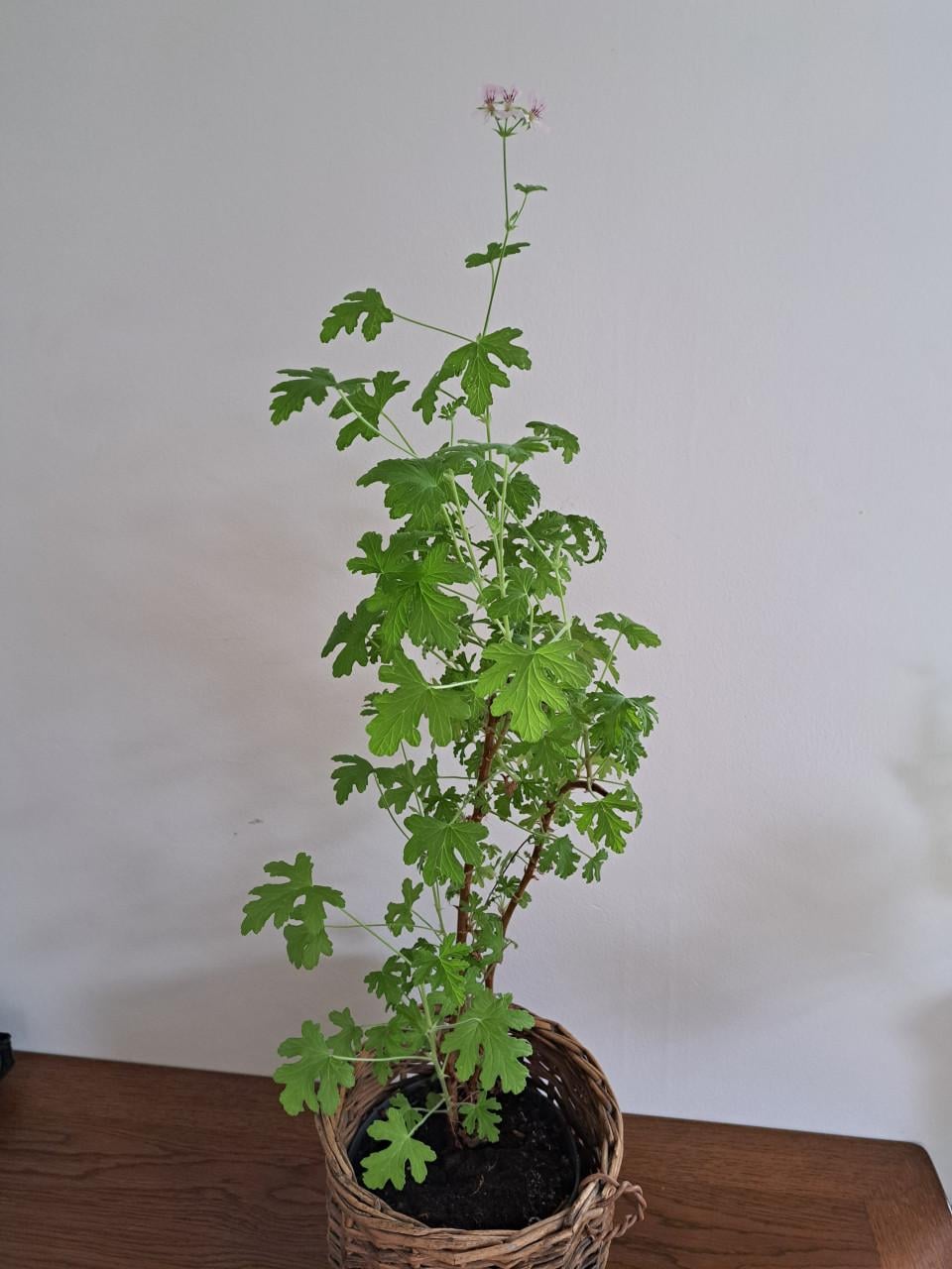 4 kamerplanten