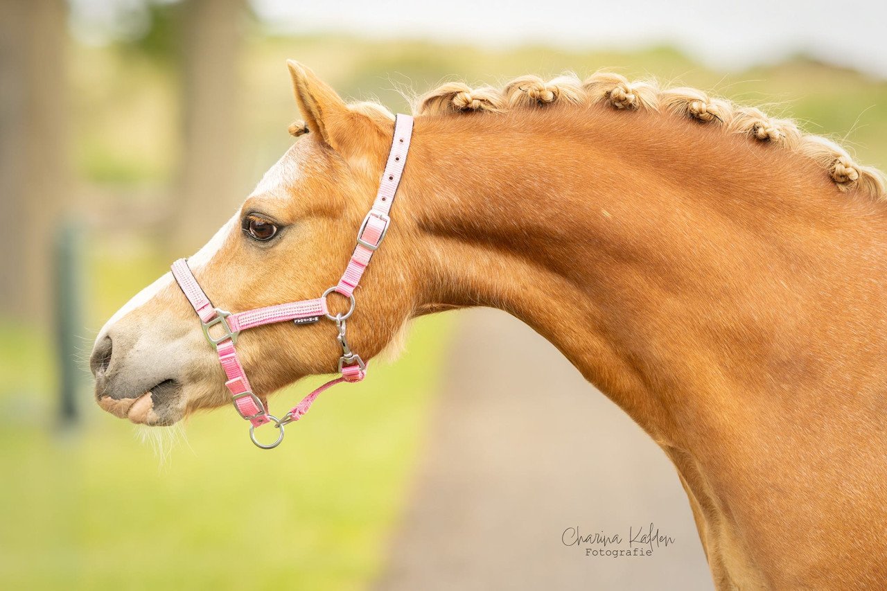 Brave Welsh pony bereden en betuigd