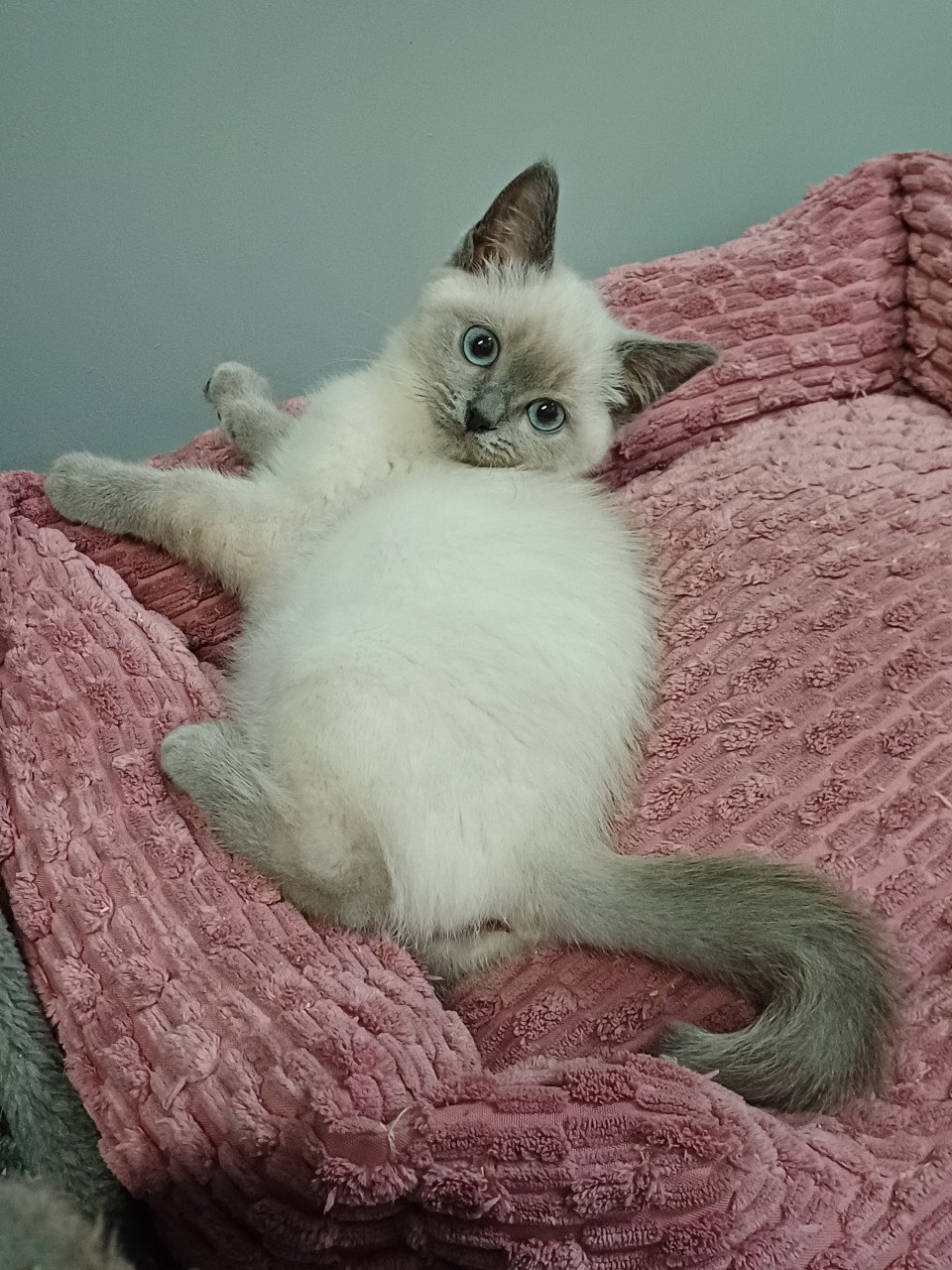 Super leuke Brits Korthaar x Ragdoll kittens beschikbaar.