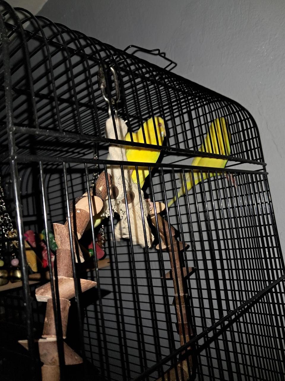 2 gele parkieten Gereserveerd