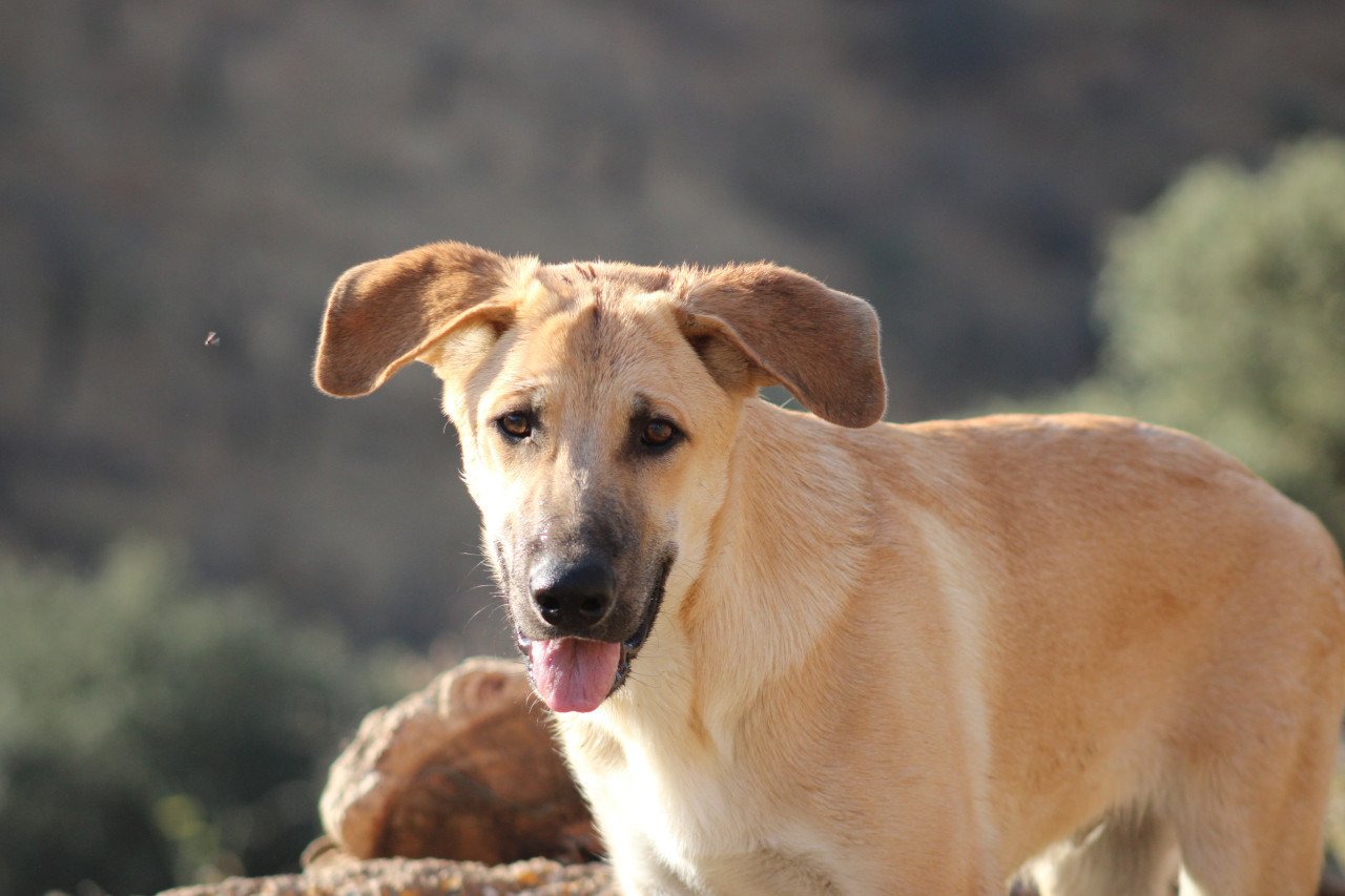Alora Dog Rescue: Paco, speels, ondeugend en vrolijk