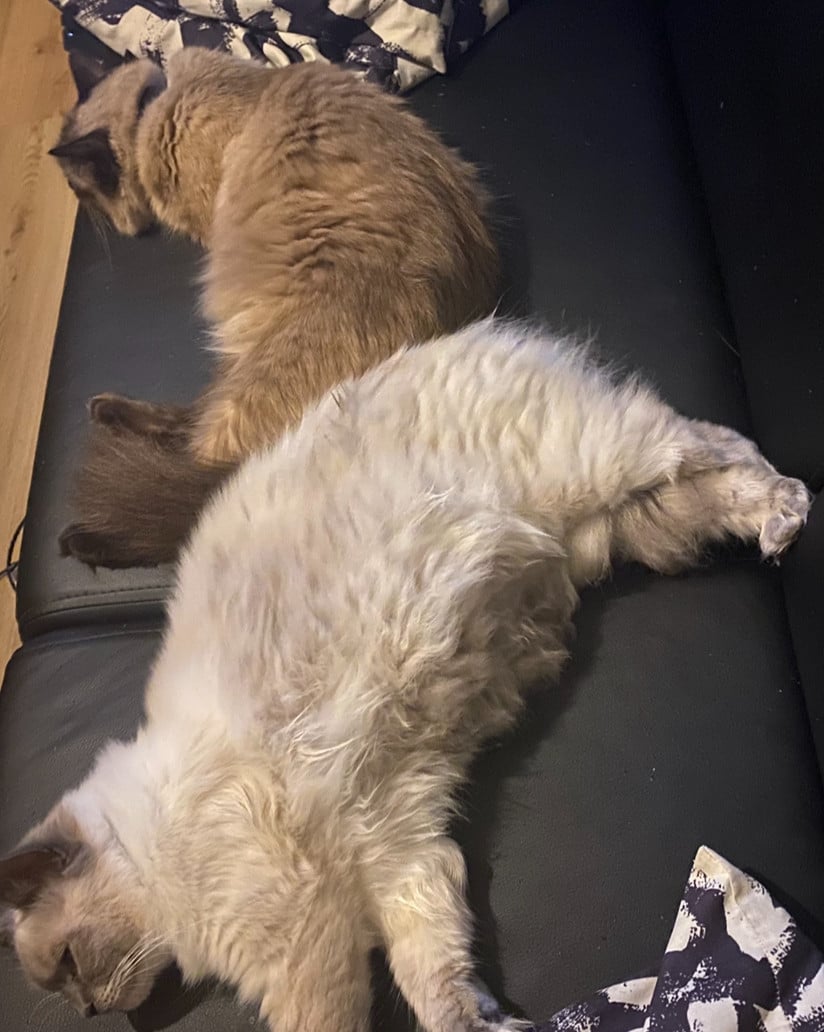 Ragdoll poes met stamboom