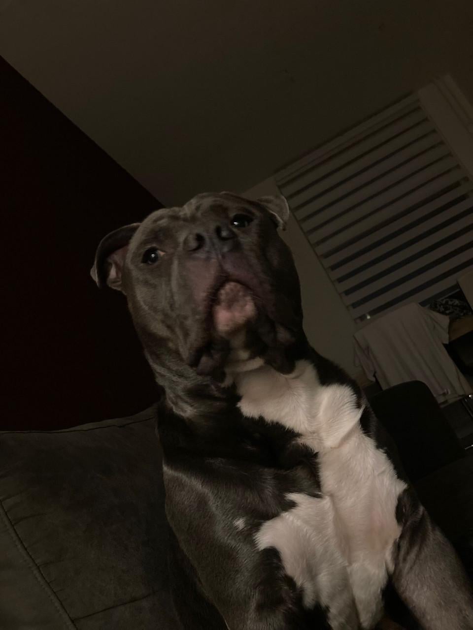 American bully zoekt nieuw huisje