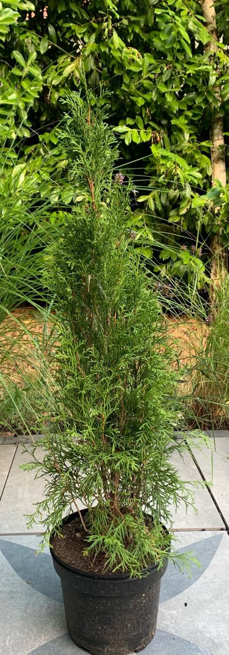 Thuja conifeer 1 meter hoog