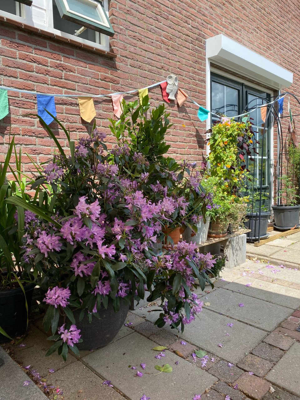 Rhododendron in pot