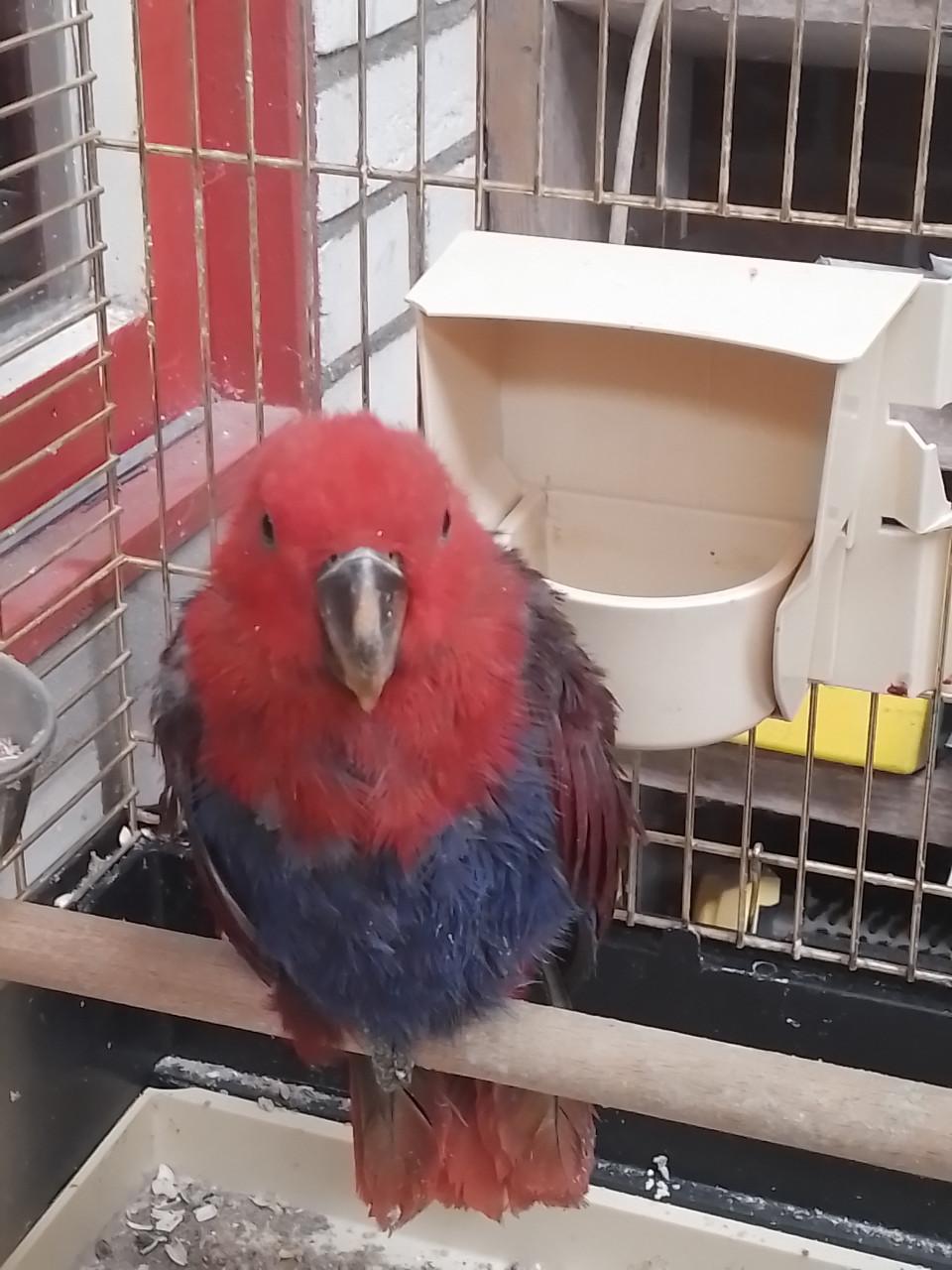 Jonge Edelpapegaai met kooi