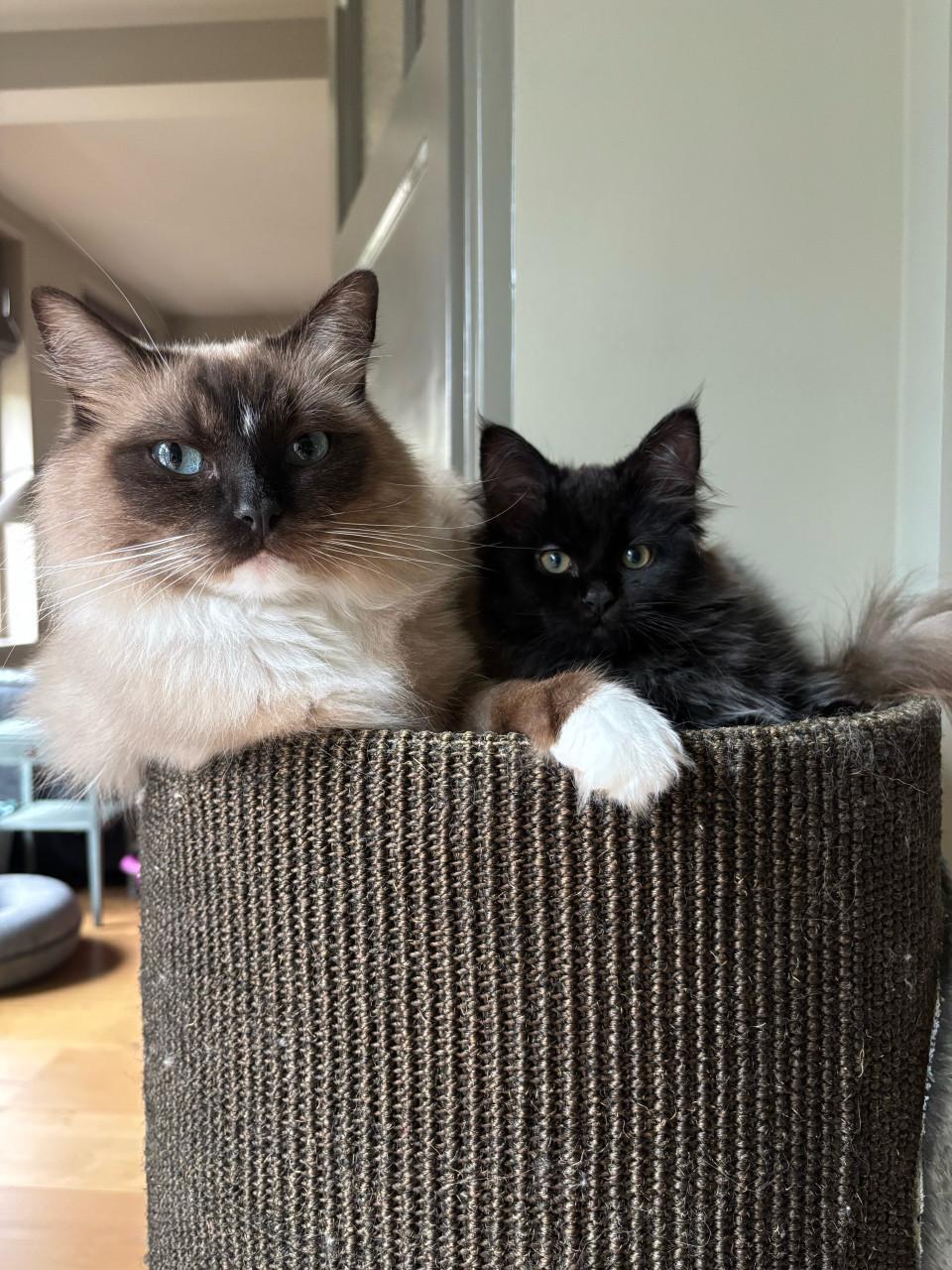 Katertje Ragdoll x Mainecoon