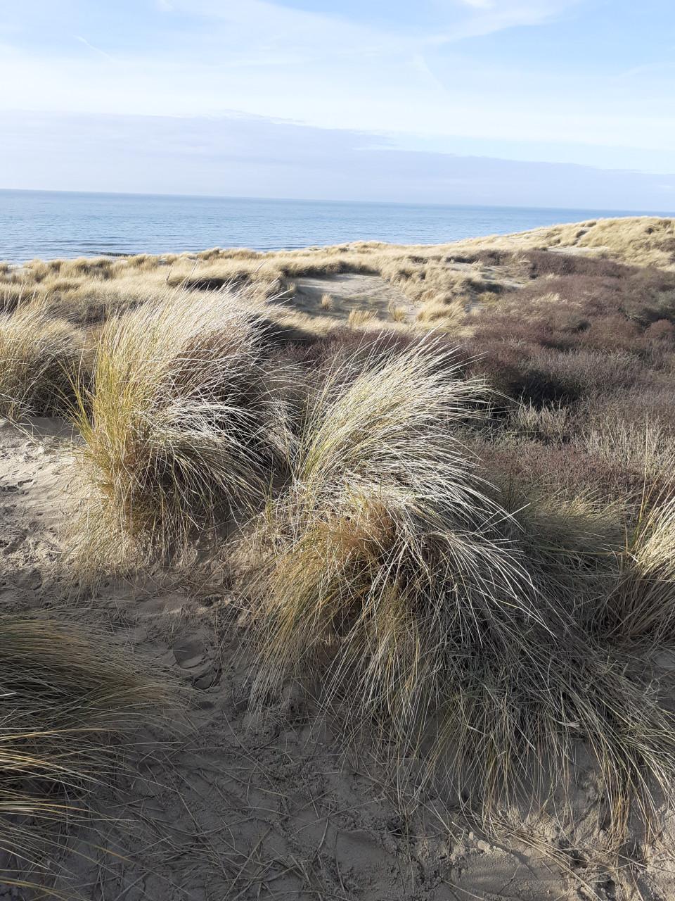 Dynaplus schroeven kruiskop pz drive 50 % korting HHZB s Gravenpolder