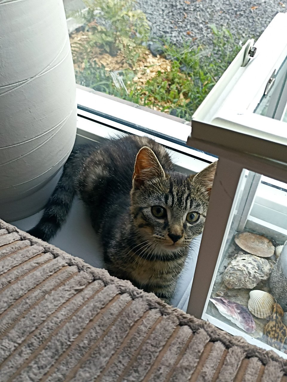 Kittens