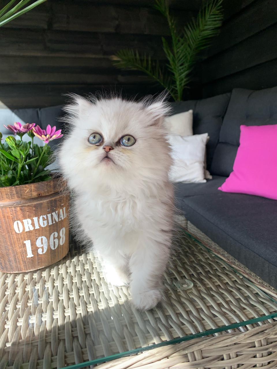 Perzische kitten poesje 13 weken .