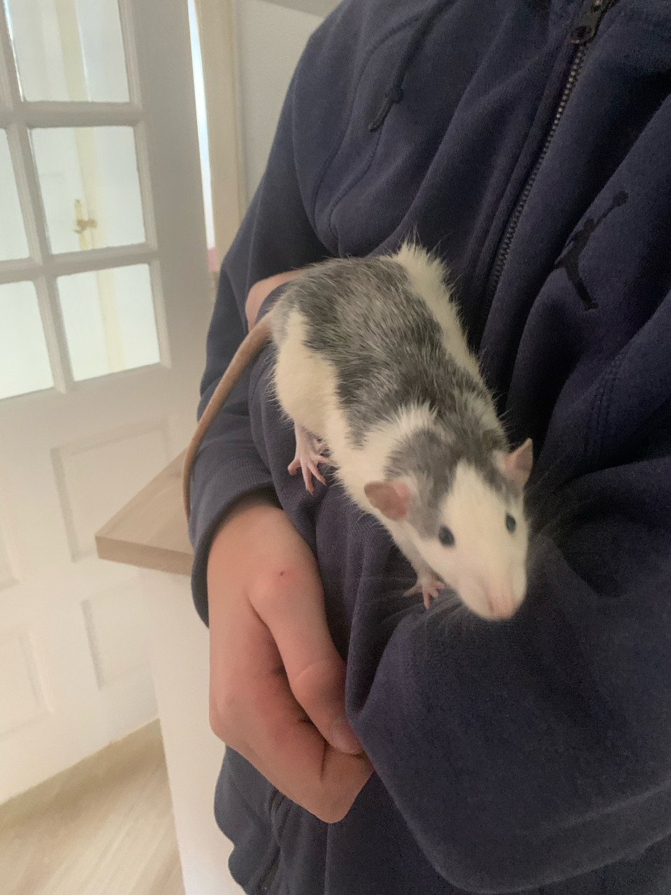 Lieve aanhankelijke ratten!