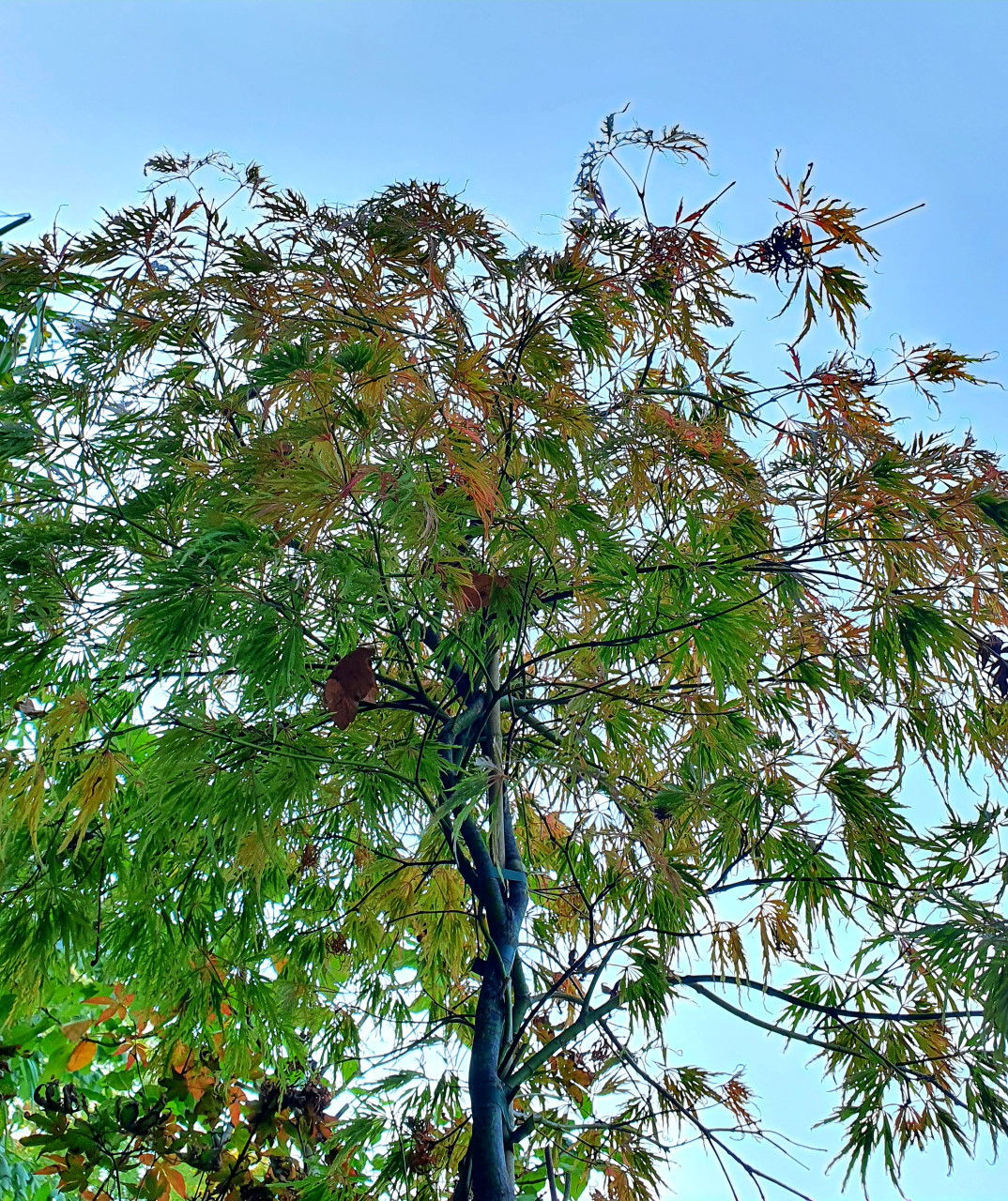 Diverse Acers