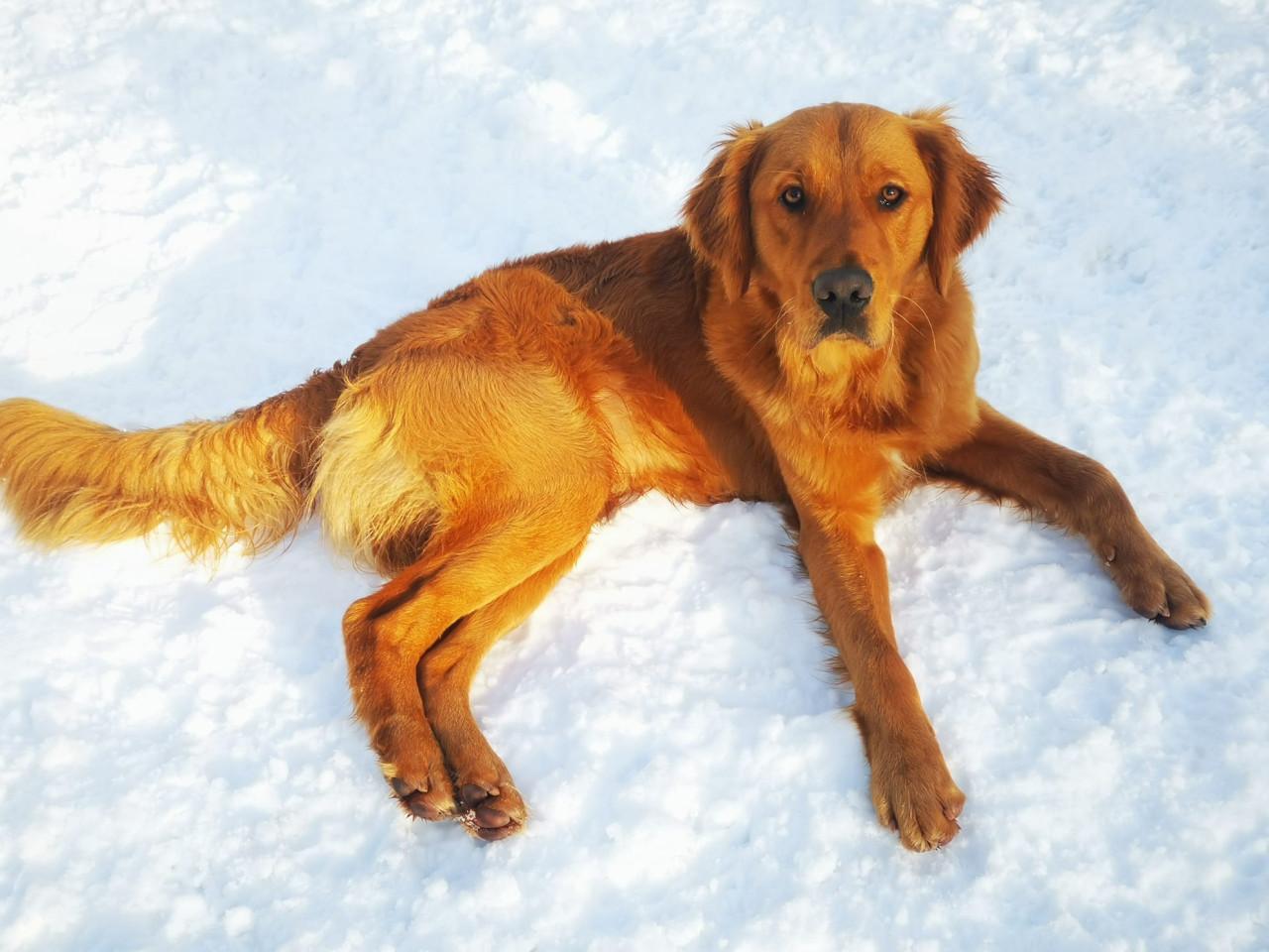 Golden retriever 14mnd reu