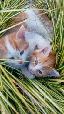Kittens