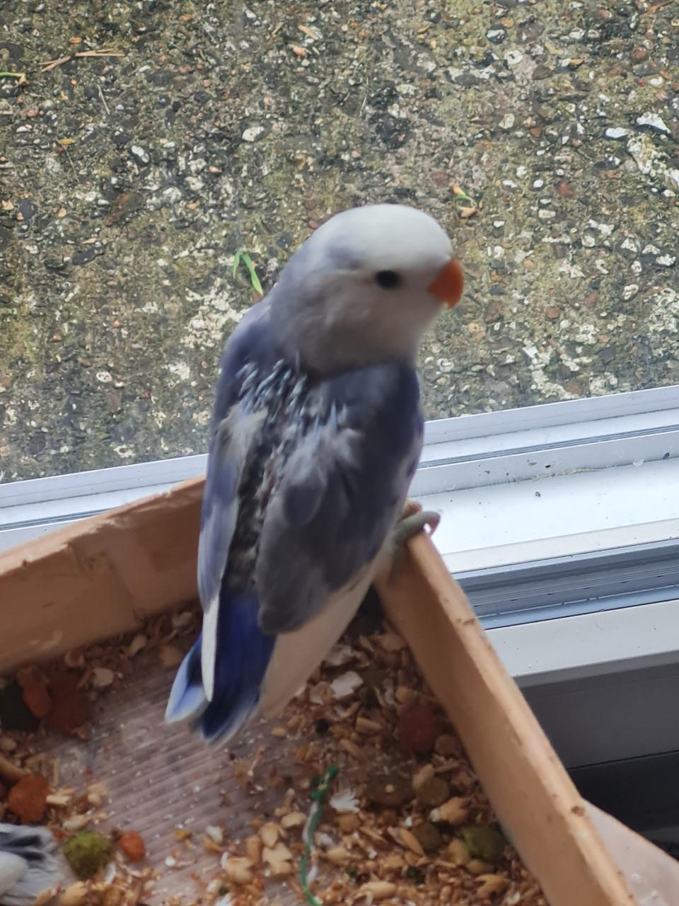 Agapornis Roseicollis (dwergpapegaai)