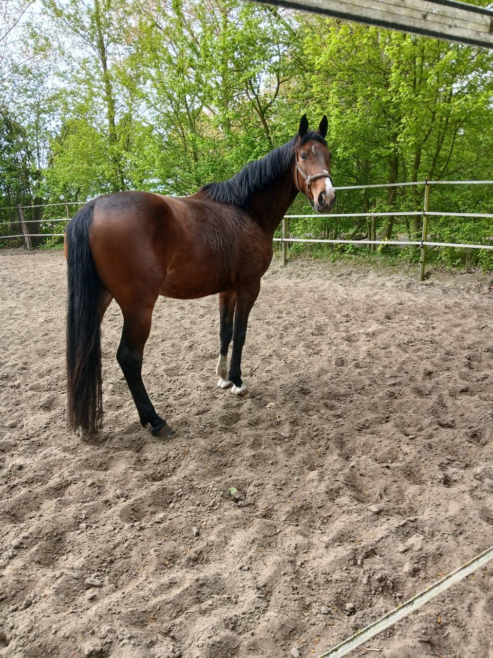 Nugtere en zeer makelijke merrie-5 jaar stokm.175-aangereden.
