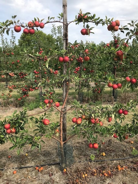 Fruitbomen in leivorm / Leibomen / Appel (Voorverkoop)
