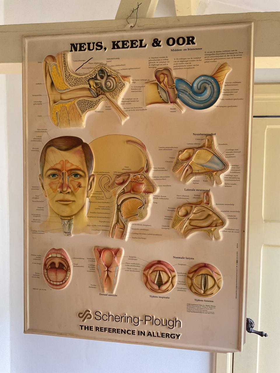 Koningsdag 🇳🇱 Brocante dag