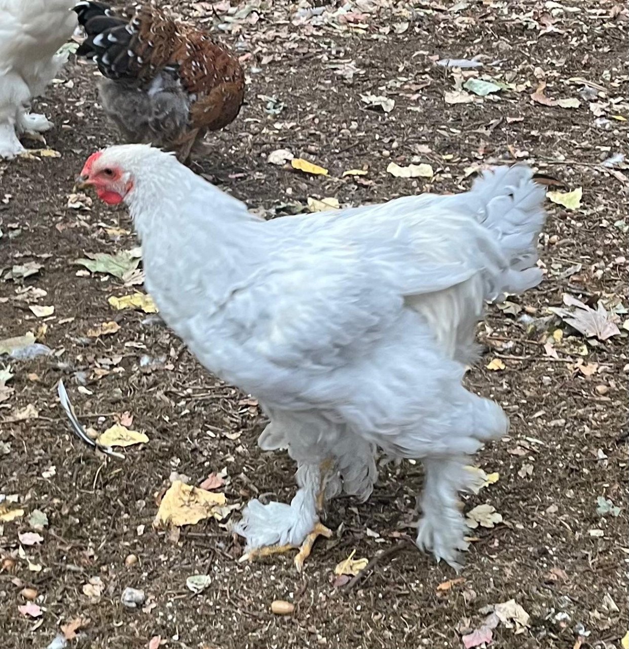 Verschillende kleurslagen Brahma Hanen.