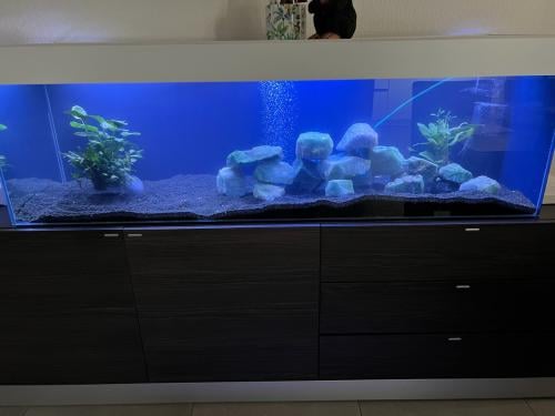 Leeg aquarium 160x50x50
