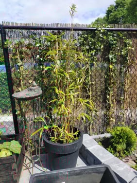 2 grote bamboe planten