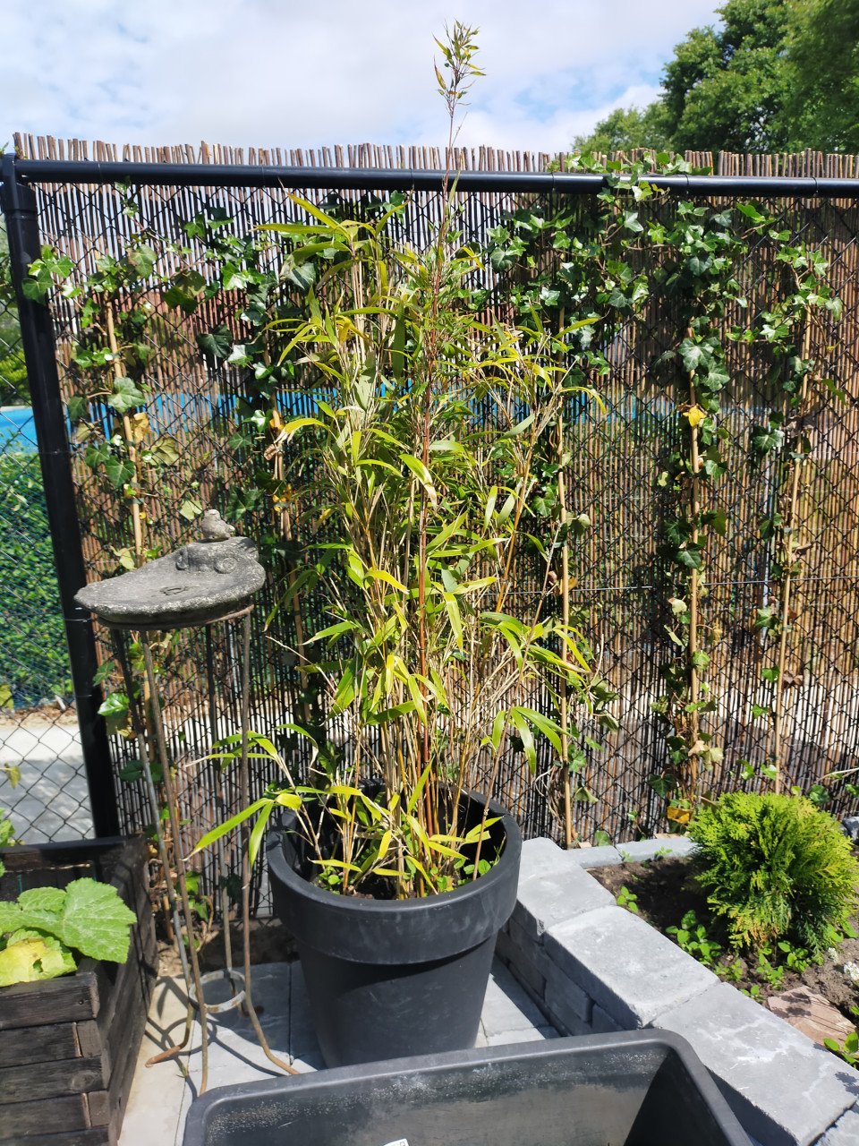 2 grote bamboe planten