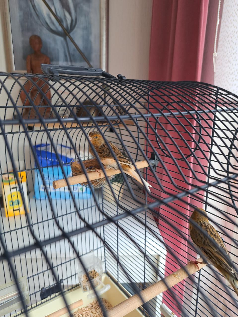 Vogelkooi op standaard