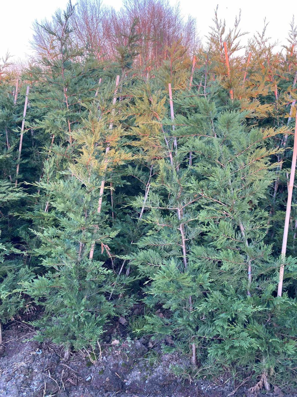 Leylandii coniferen > 2m