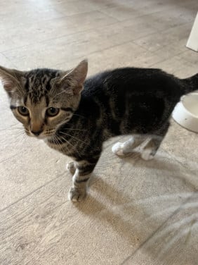Kitten te koop