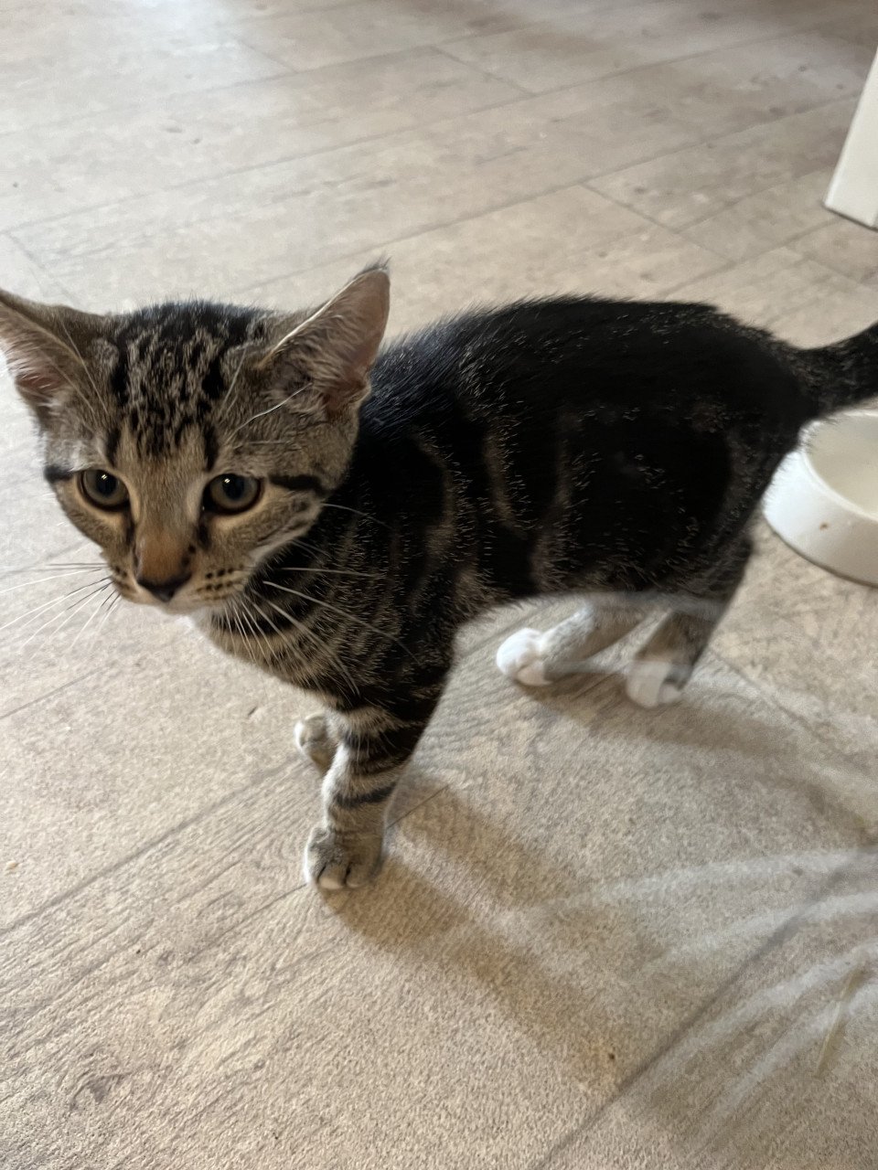 Kitten te koop