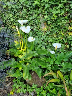 Hortensia en Aronskelken