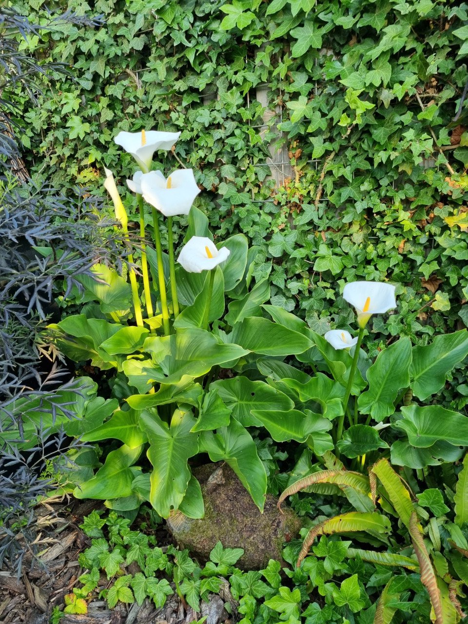 Hortensia en Aronskelken
