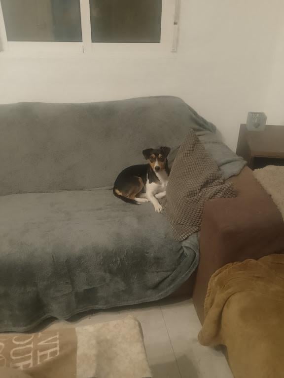 Alora Dog Rescue: Kleine Mischa, wie geeft haar een thuis?