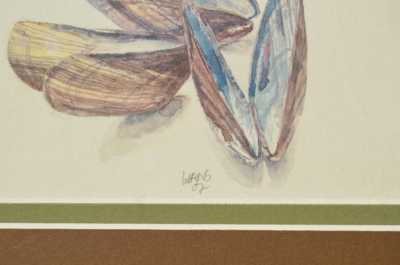Aquarel 'Mosselschelpen' Hans Hohmann 2007