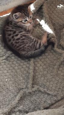 1 mannetjes kitten Siamees/Europese korthaar