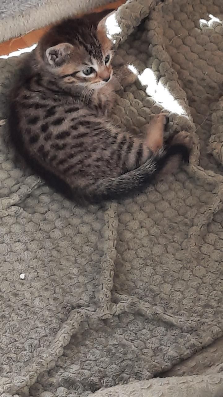 1 mannetjes kitten Siamees/Europese korthaar