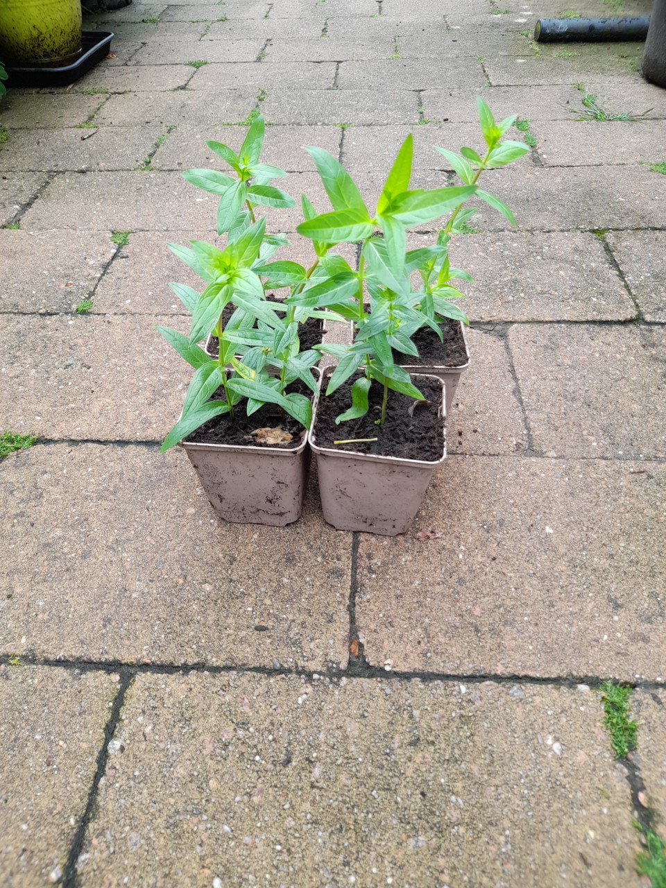 Vaste planten uit hobbykweek
