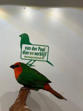 Roodkop papegaai amadines