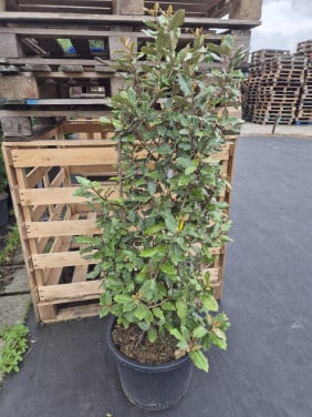 Olijfwilg haagplanten potgekweekt 100-120 cm