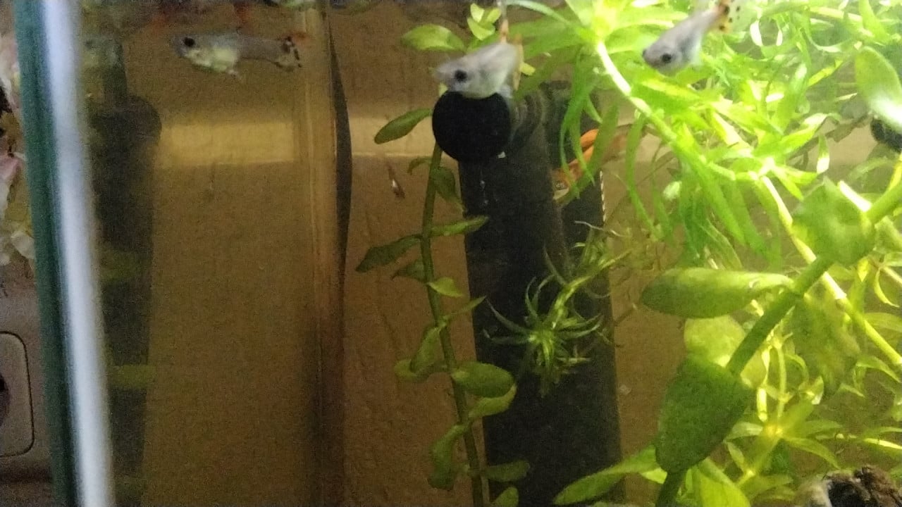 Aquarium vissen