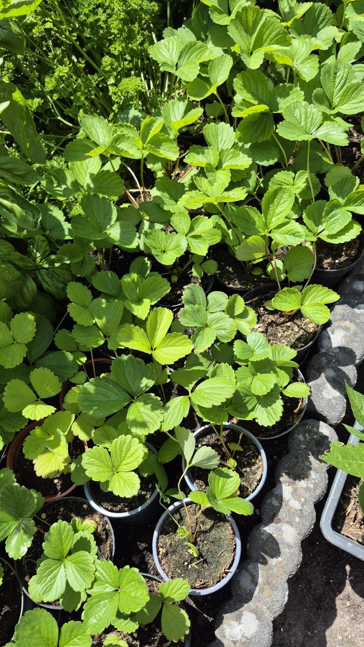 Aardbeien plantjes dit jaar gezaaid.