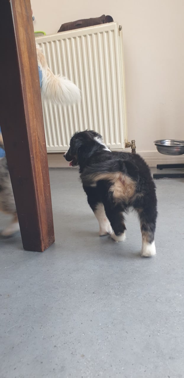 Border Collie