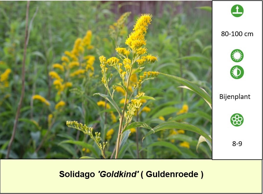 Mooie bijen,- en vlinderplanten in het plantenkraam:  slechts € 1,25 p/st.