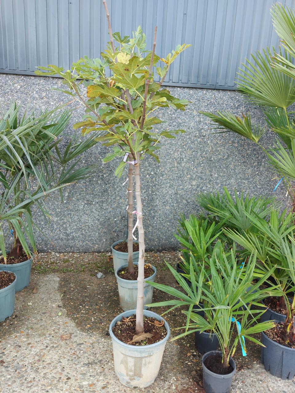 Vijgenbomen grote en kleine