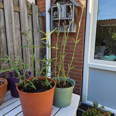 Verbena