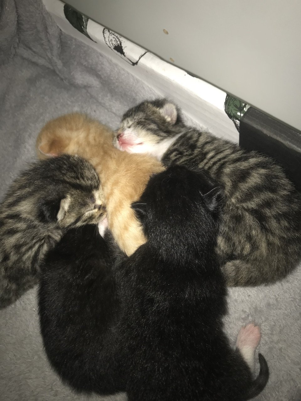 Kitten / Kittens zoeken gouden mandje! ❤️