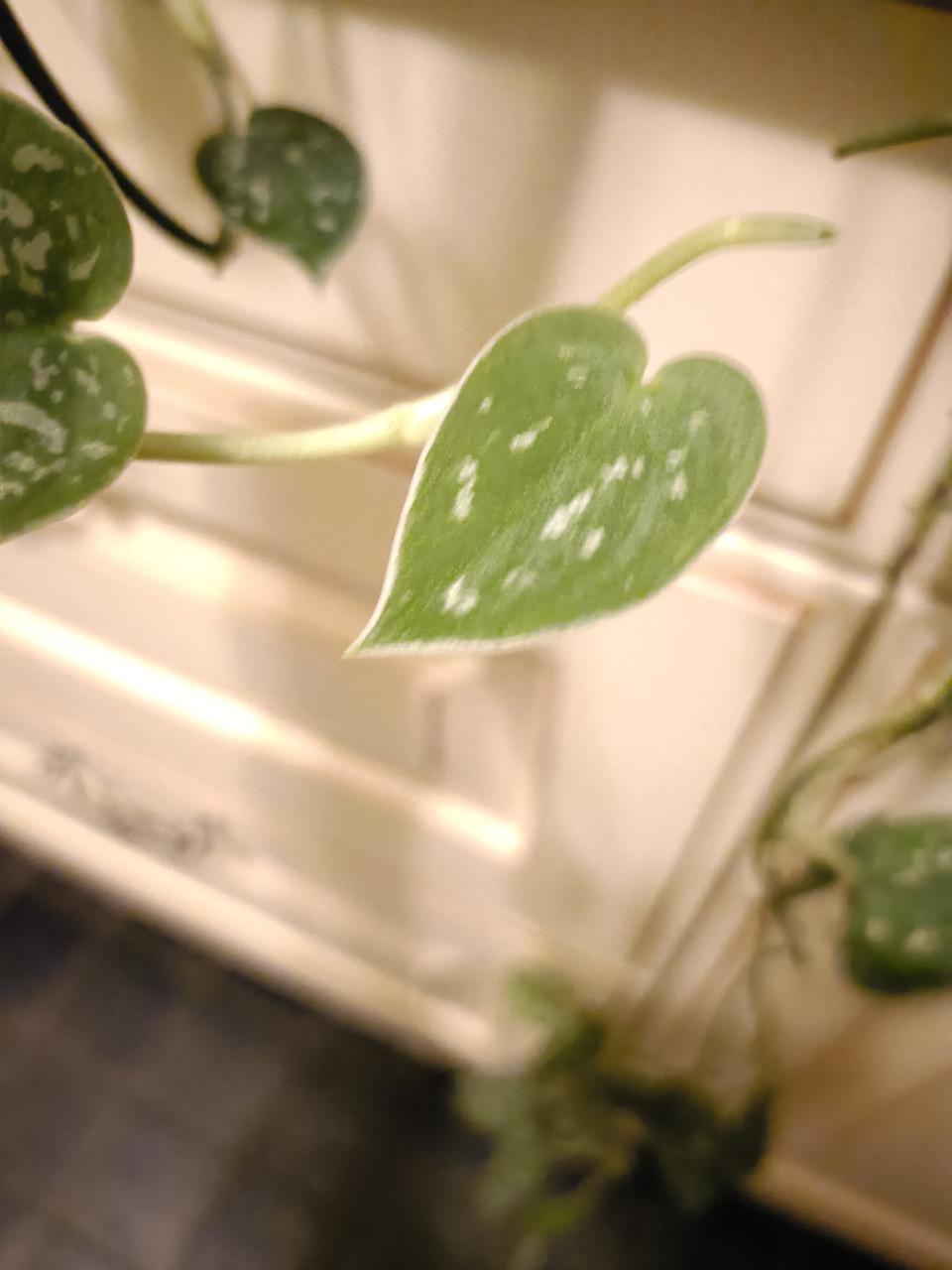 Scindapsus pictus hangplant